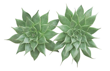 Succulent plant, indoor houseplant isolated on transparent background.