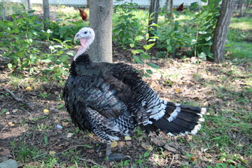 Turkey On The Grass