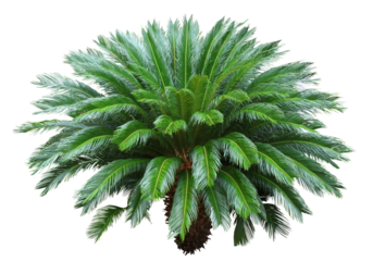 ソテツ　9月撮影樹高2m