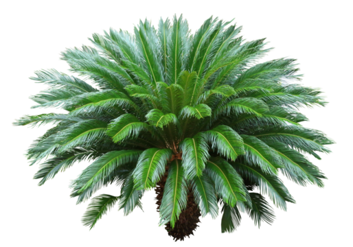 ソテツ 9月撮影樹高2m