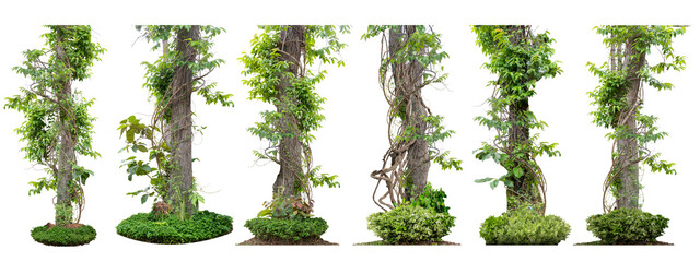 Big set Forest tree trunks with climbing vines twisted liana plant and green leaves  isolated on...