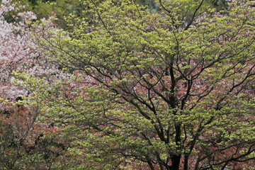 ハナミズキと満開の桜