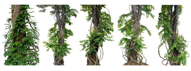 Foto op Canvas Big set Forest tree trunks with climbing vines twisted liana plant and green leaves  isolated on white background, clipping path included. © seesulaijular