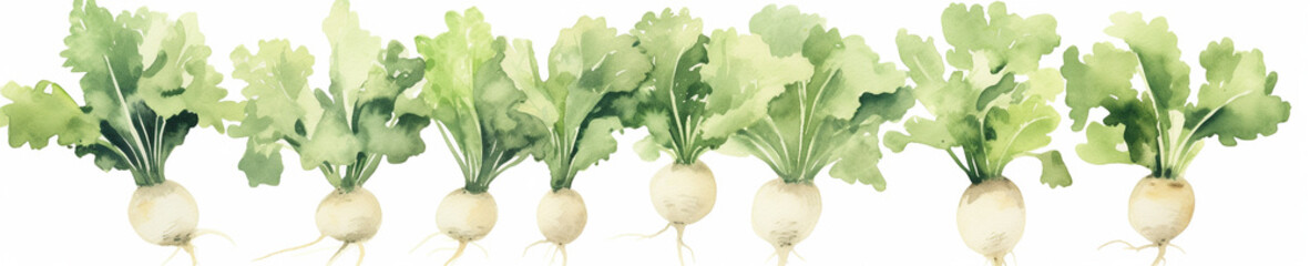 A Minimal Watercolor Banner of a Row of Daikon on a White Background