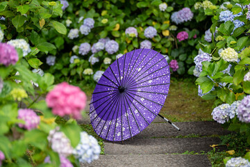 Japanese traditional oil paper umbrella and Hydrangea macrophylla flowering shrubs and bushes in the garden. Concept of Japanese culture. Kyoto, Japan.