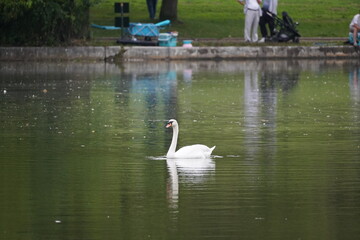 white beautiful swans on the lake