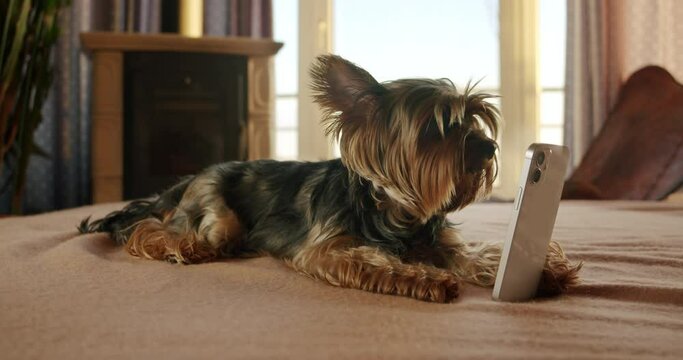 Cute yorkshire terrier dog funny holding smartphone in paw like hand. Lying on bed, watching intersting content on smartphone.  Cute pet using smartphone. Funny dog smartphone concept. Cozy home