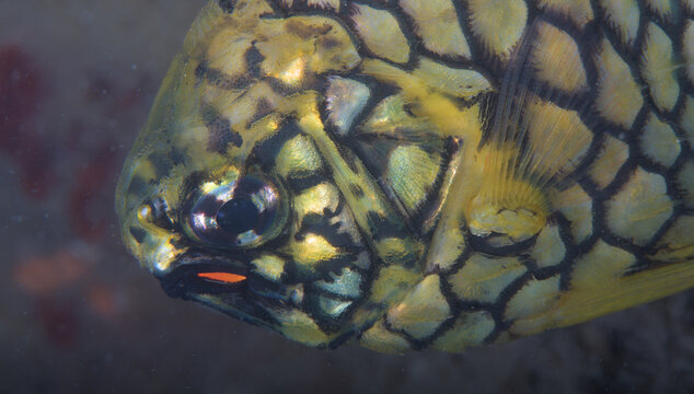 A close up view of a pineapple fish head and eye (Cleidopls gloriamaris in Latin)