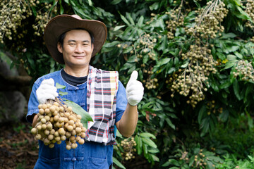 Portrait of Asian farmer man is at orchard, wears hat and blue shirt, holds fruits, thumbs up. feels proud. Concept , Thai farmers grow organic longan as an export agriculture product of Thailand.