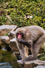 Japanese monkey drinking water by hand.  Kyoto Japan　
