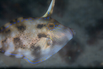 A close up view of a yellow-finned leatherjacket fish (Meuschenia Trachylepis in Latin) with the...