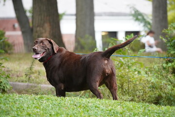 labrador retriever puppy