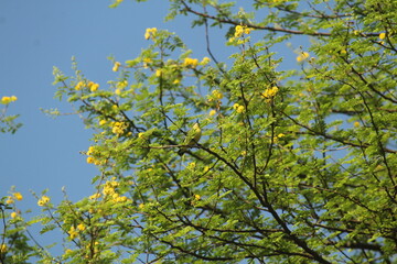 Yellow Sunbird and Blue Sky 