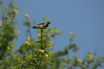 Yellow Sunbird and Blue Sky 
