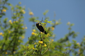 Yellow Sunbird and Blue Sky 