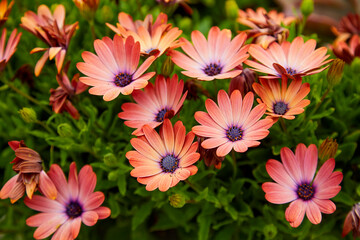 Fototapeta premium Beautiful colorful daisy flowers growing in a summer garden near Monterey California