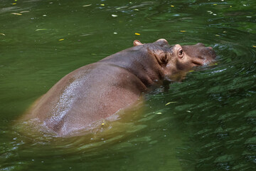 Close up head The Big hippopotamus is float in river