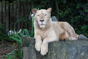 The female fat lion is rest under tree in garden