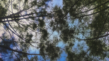 beautiful image of sky and trees