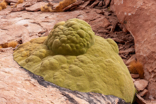 Cushion Plant growing in Altiplano region of Bolivia