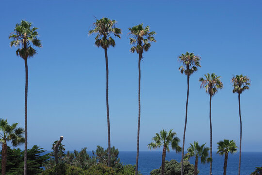 California Fan Palms at the La Jolla Waterfront