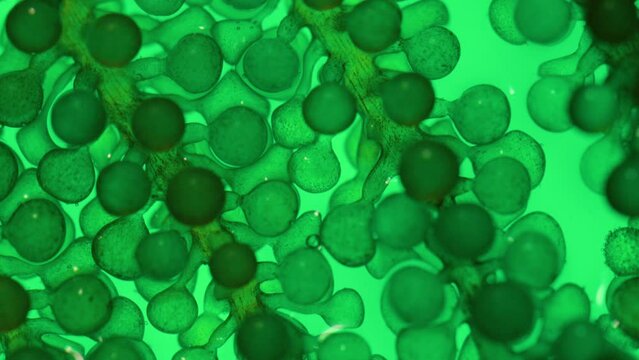 Algae fuel biofuel industry lab researching for alternative to fossil algae fuel or algal biofuel. Zero Carbon Emission concept.