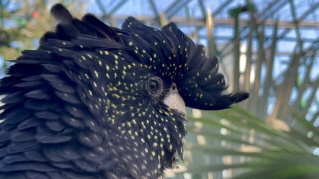Portrait of female red tail cockatoo in Queensland, Australia.