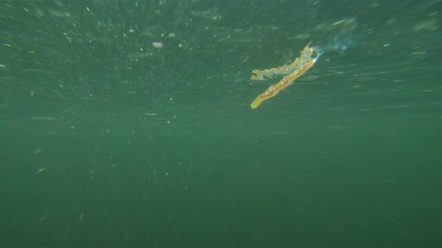 Worm Polychaeta Nereis virens (Alitta virens) from family Nereididae. Swims in water column and throws sperm during spawning for reproduction. White Sea