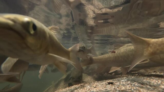 Underwater video group of antimony fish in waterfall tropical forest
