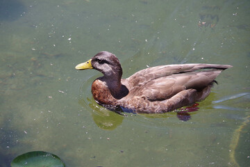 Female American Black Duck on a Pond