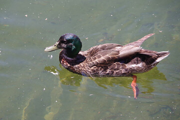 Male American Black Duck on a Pond
