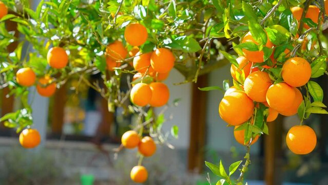 Orange in Soller, Mallorca, Spain