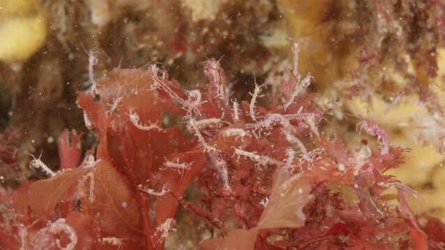 Colony of skeleton shrimps Caprella sp. attached to algae, order Amphipoda. Omnivorous, feeding on diatoms, detritus, protozoans, and crustacean larvae. White sea