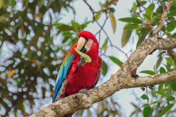 green and red macaw in a branch