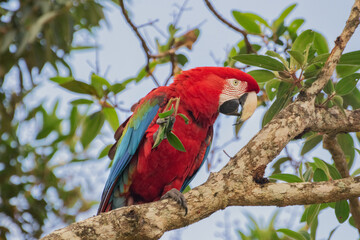 green and red macaw in a branch