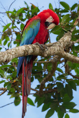 green and red macaw in a branch