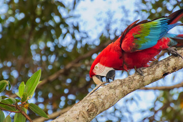 green and red macaw in a branch