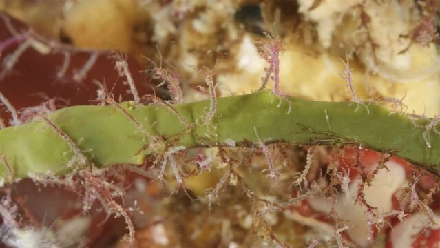 Colony of skeleton shrimps Caprella sp. attached to algae, order Amphipoda. Omnivorous, feeding on diatoms, detritus, protozoans, and crustacean larvae. White sea