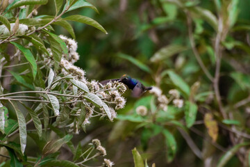 humming bird flying flower feather