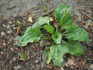 多年草　オオバコ