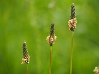 帰化植物　ヘラオオバコ　花