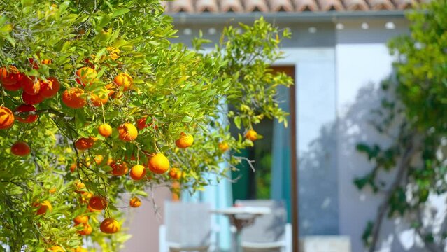 Orange in Soller, Mallorca, Spain