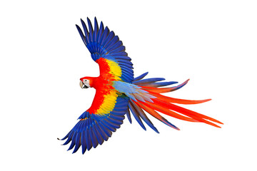 Fototapeta premium Colorful flying parrot isolated on transparent background png file
