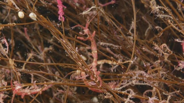 Colony of skeleton shrimps Caprella sp. attached to algae, order Amphipoda. Omnivorous, feeding on diatoms, detritus, protozoans, and crustacean larvae. White sea