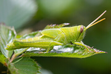 grasshopper on a leaf