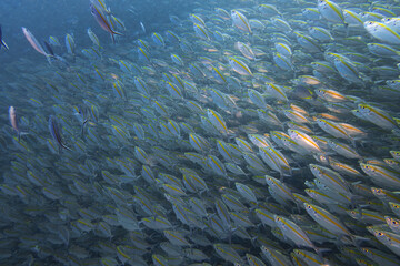 Fototapeta na wymiar Big bait ball blue fin trevally fish schooling cyclone group around coral reef rock pinnacle in underwater dive site with deep sea background landscape