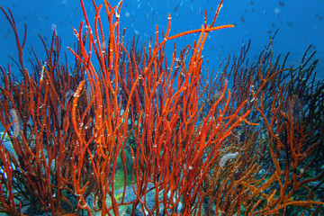 Fototapeta na wymiar Red whip coral reef, group of marine biology ecosytem with colorful sea fish swim around with deep dive underwater landscape background