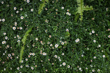 diasy on the dark green field