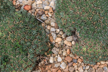 Stone block walk way with fern in the garden