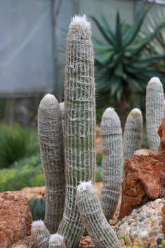Espostoa cactus flora in the garden